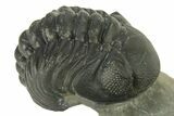 Two Multi-Toned Austerops Trilobite Fossils - Ofaten, Morocco #384228-5